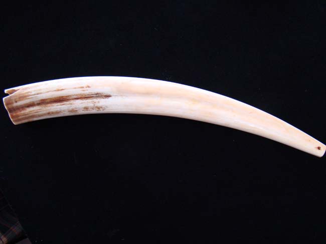 An Historic Civil War era scrimshawed Walrus Tusk circa 1863-1866 — image 7
